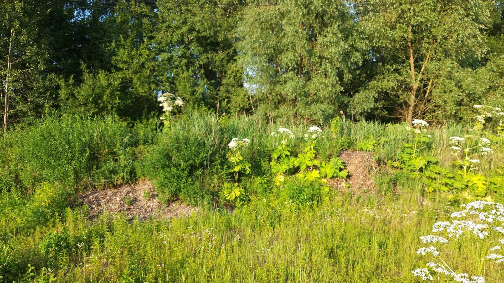 борщевик Сосновского, борьба с борщевиком, лесничество, Старая Купавна, Богородский городской округ,