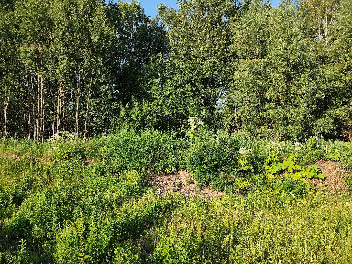 борщевик Сосновского, борьба с борщевиком, лесничество, Старая Купавна, Богородский городской округ,