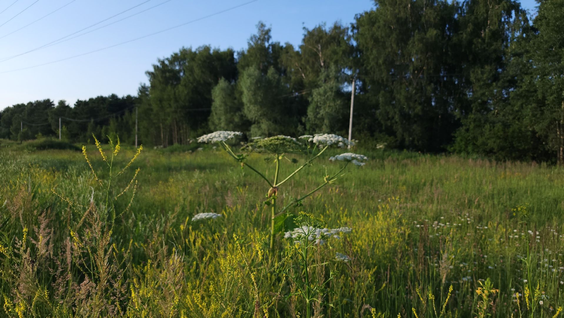 борщевик Сосновского, борьба с борщевиком, лесничество, Старая Купавна, Богородский городской округ,