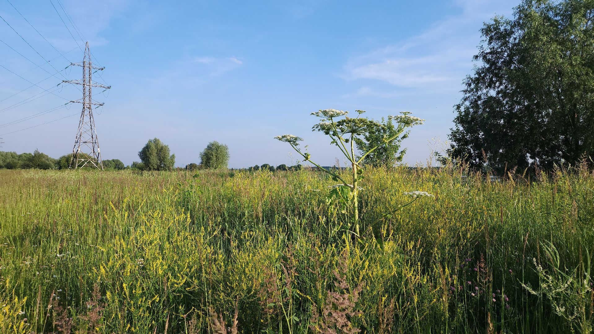 борщевик Сосновского, борьба с борщевиком, лесничество, Старая Купавна, Богородский городской округ,