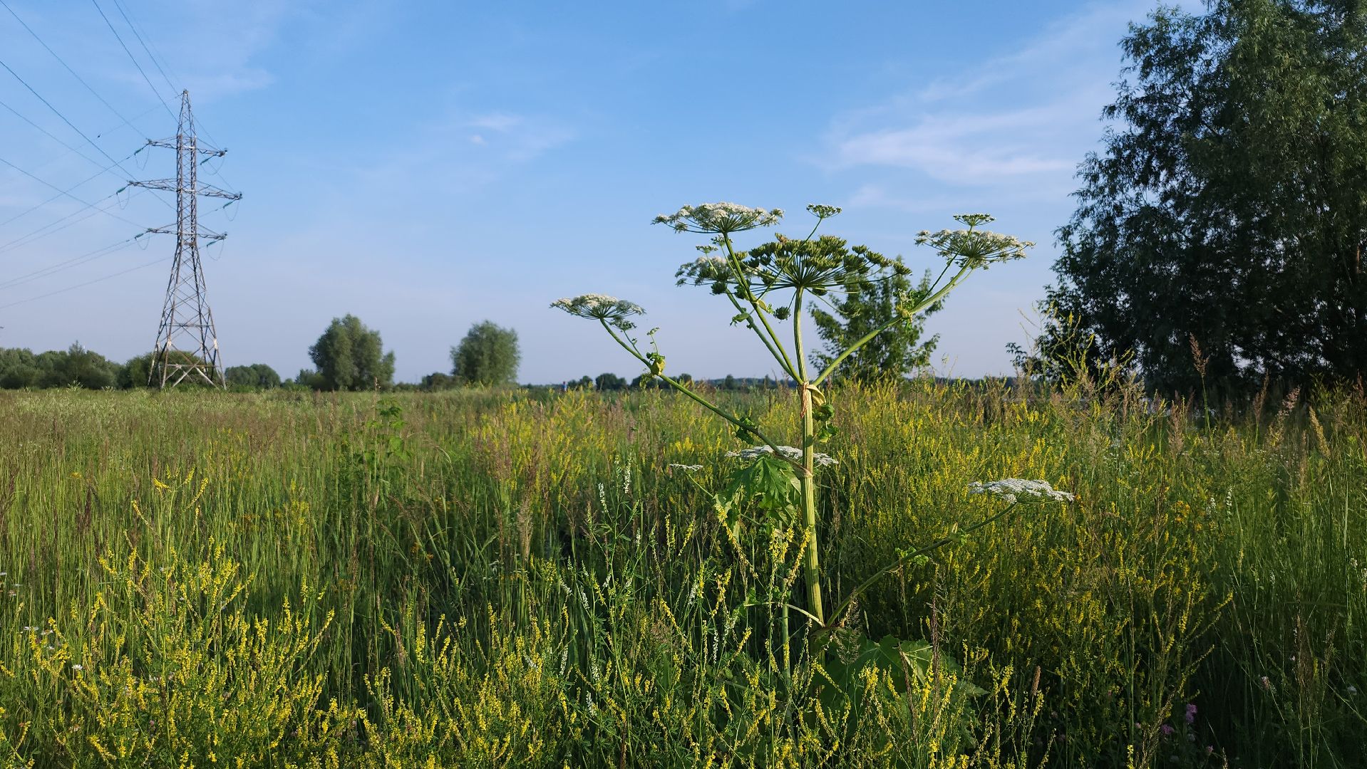борщевик Сосновского, борьба с борщевиком, лесничество, Старая Купавна, Богородский городской округ,