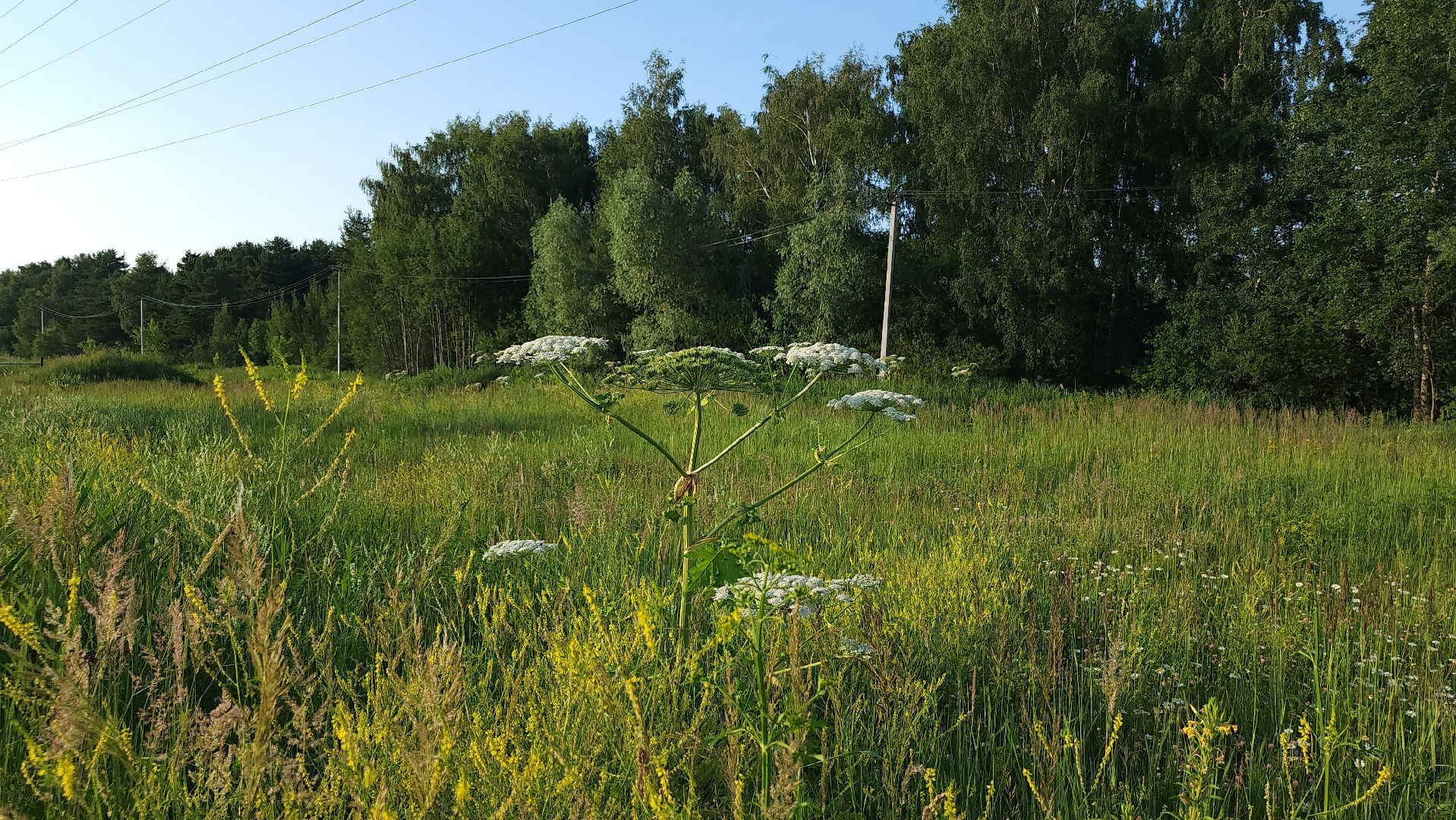 борщевик Сосновского, борьба с борщевиком, лесничество, Старая Купавна, Богородский городской округ,