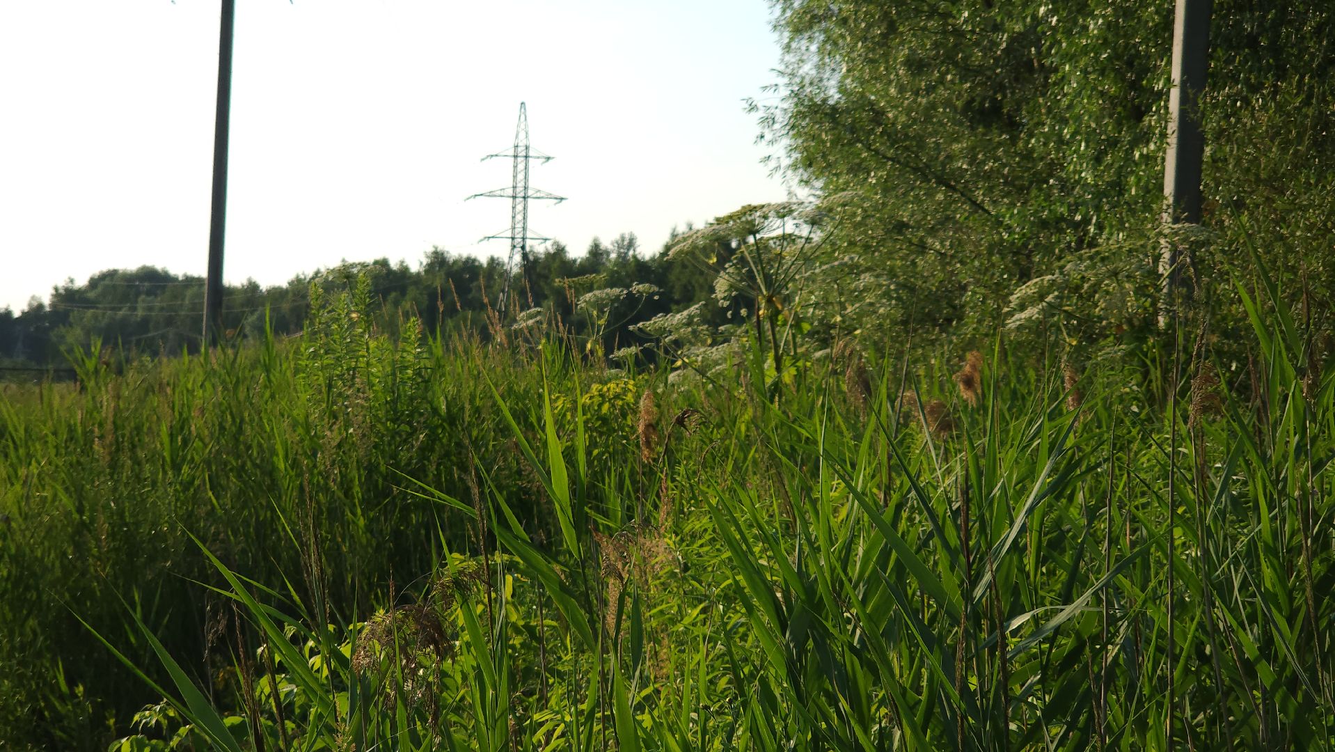 борщевик Сосновского, борьба с борщевиком, лесничество, Старая Купавна, Богородский городской округ,
