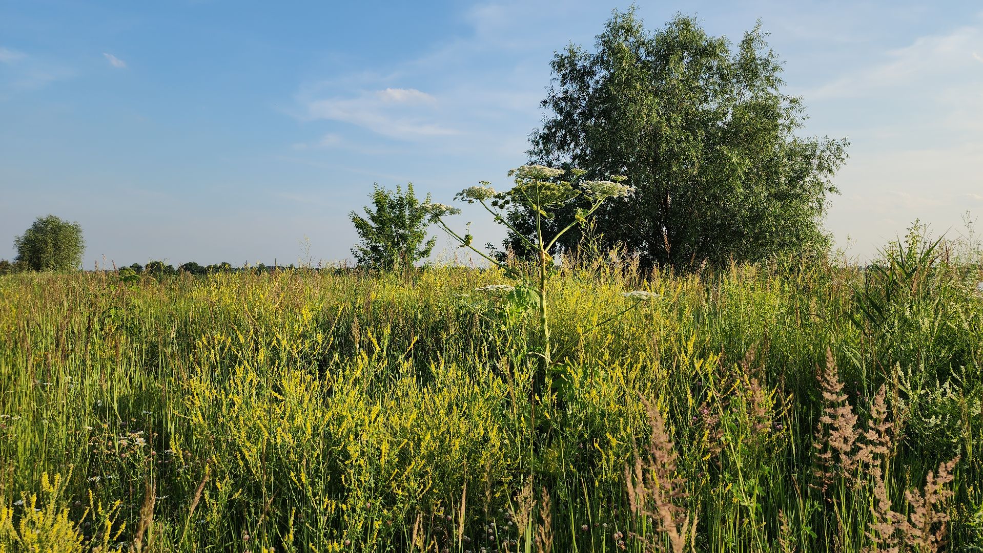 борщевик Сосновского, борьба с борщевиком, лесничество, Старая Купавна, Богородский городской округ,