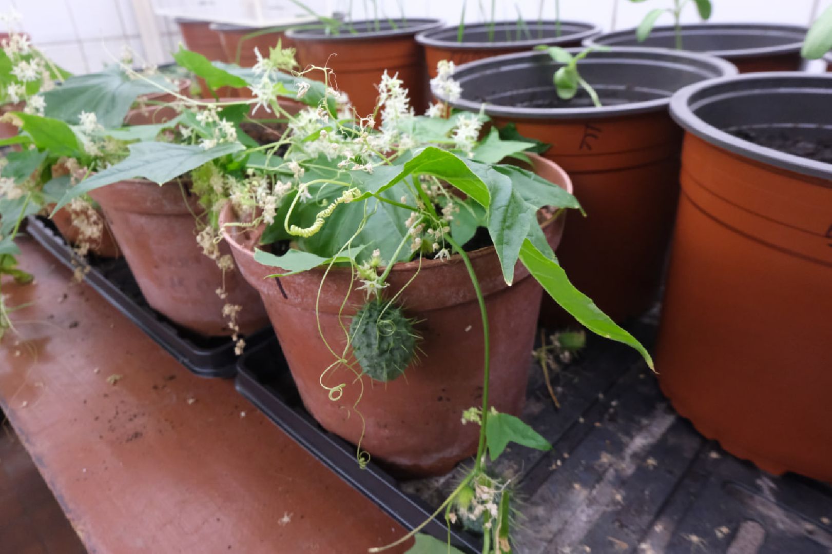 пущино, наука, молодые ученые, президент рф, Стратегия научно-технологического развития,