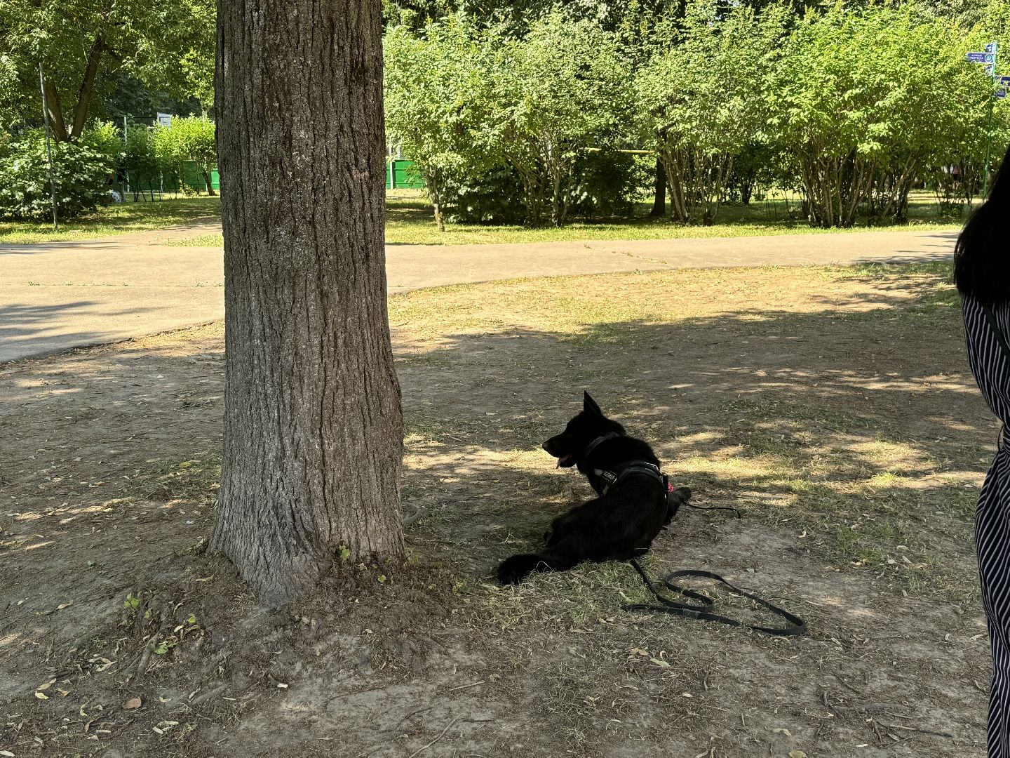 Оздоровительный лагерь Салют, Правила безопасности дорожного движения, ленинский городской округ, поселок Володарского, ГАИ, безопасность на дорогах,