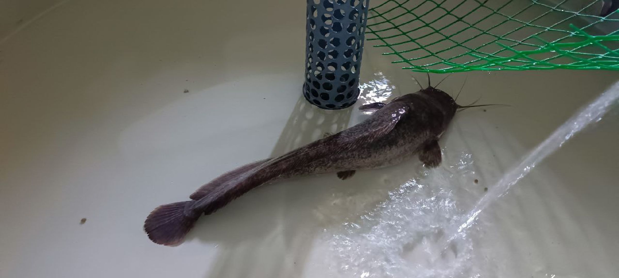 Талдом, Северный,