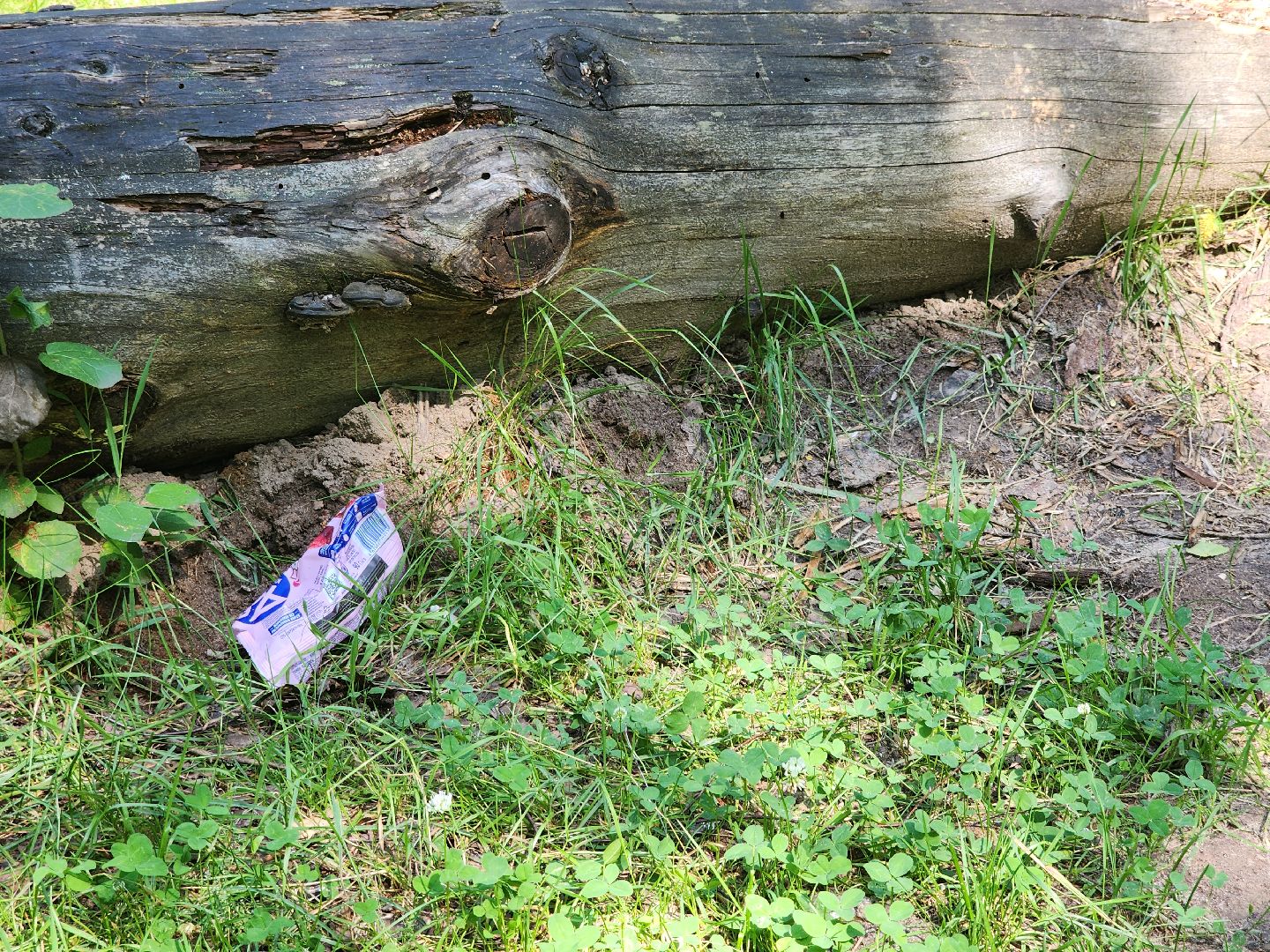 черноголовка, Северное озеро, экология, мусор,