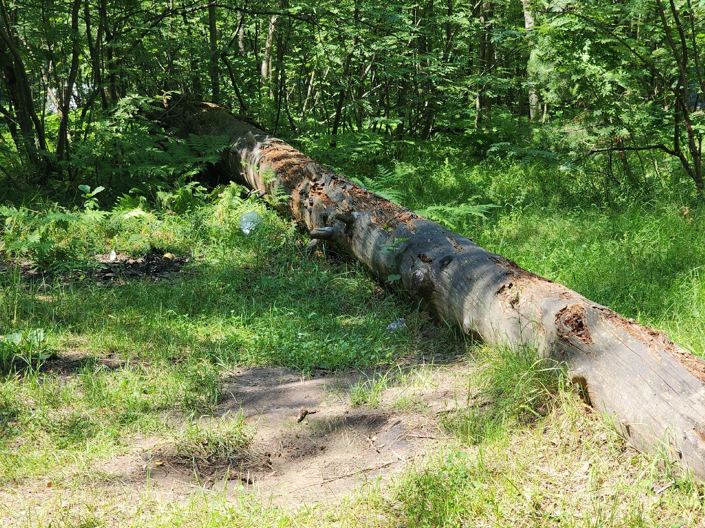 черноголовка, Северное озеро, экология, мусор,