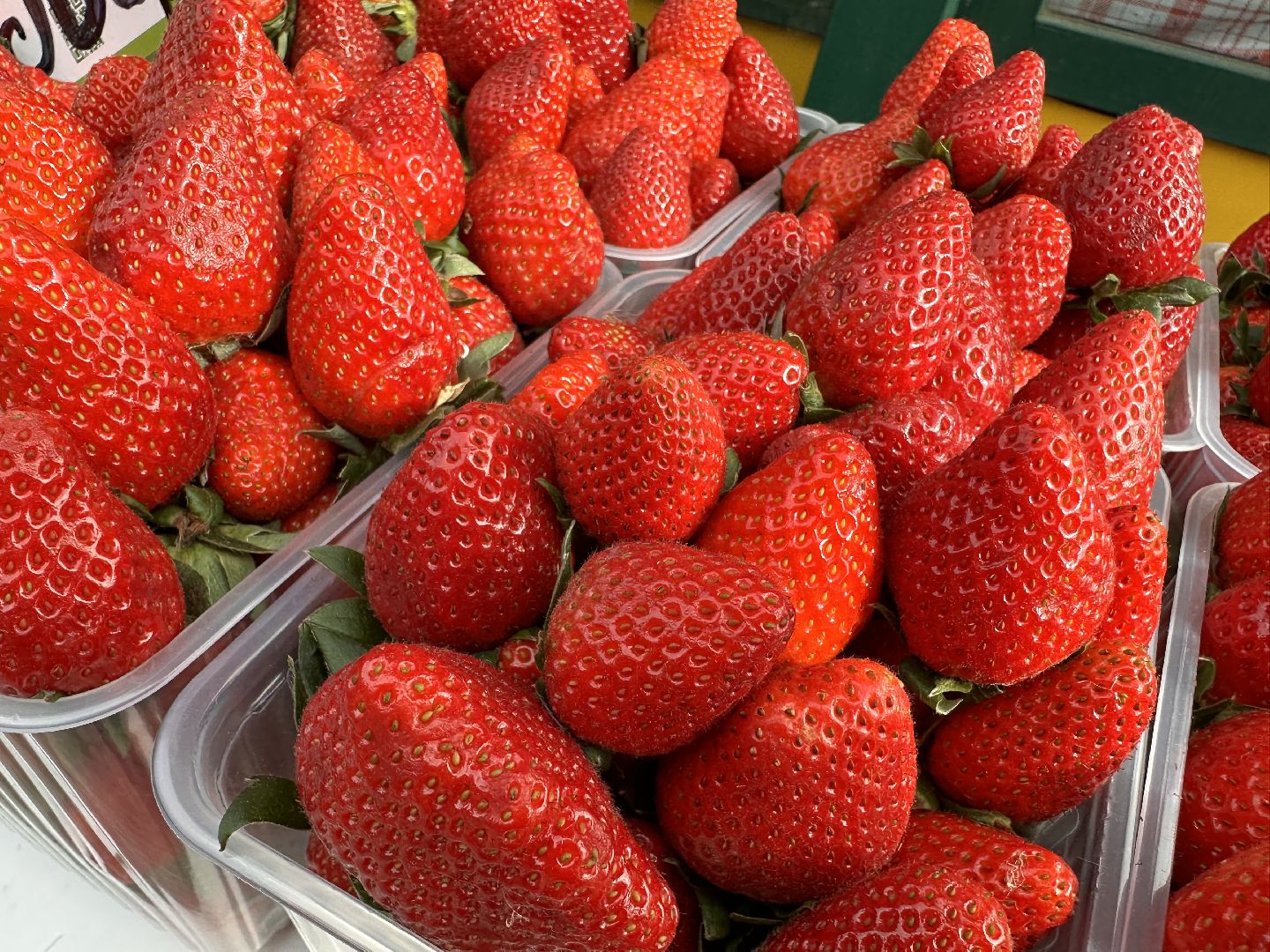 Одинцово, Бизнес, Экономика, Ветконтроль