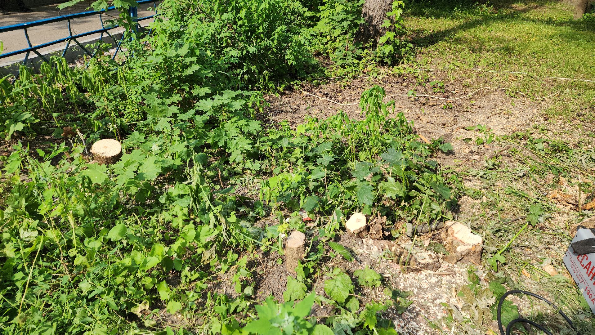 пушкино, благоустройство, дворовые территории, аварийность, деревья, ограждение,