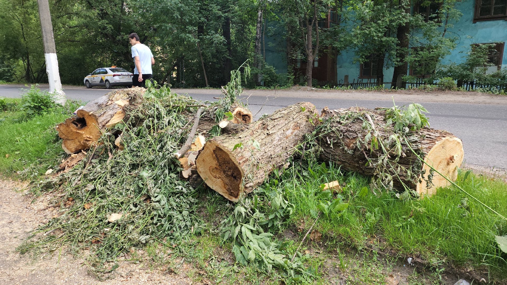 пушкино, благоустройство, дворовые территории, аварийность, деревья, ограждение,