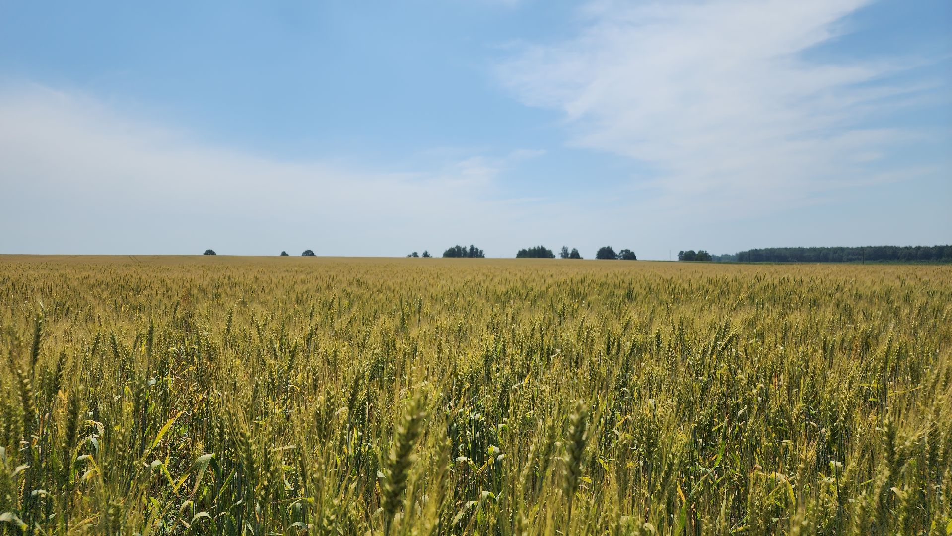 ступино, образование подмосковья, сельское хозяйство, агроклассы,