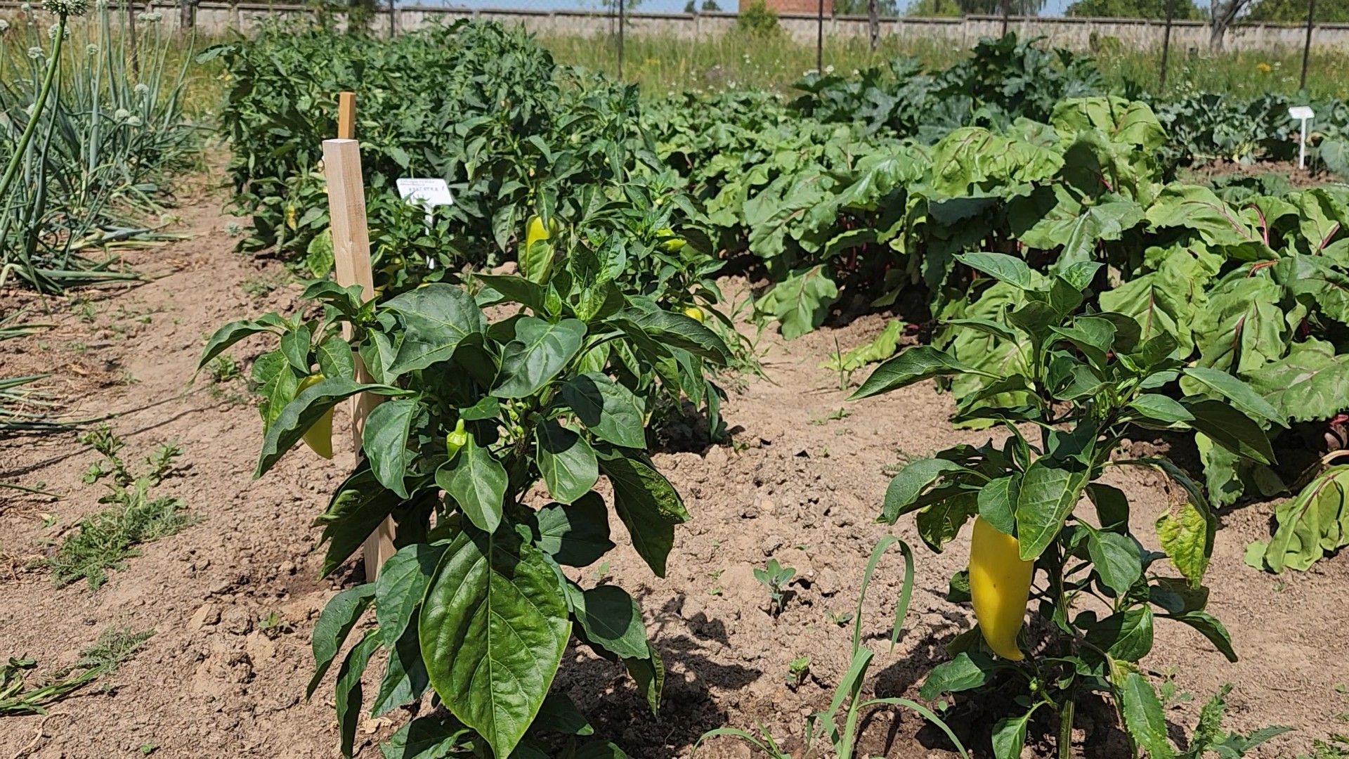 ступино, образование подмосковья, сельское хозяйство, агроклассы,