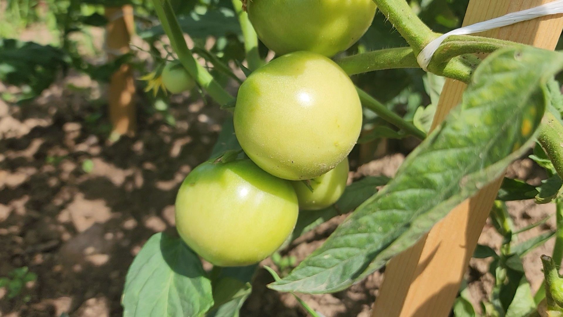 ступино, образование подмосковья, сельское хозяйство, агроклассы,