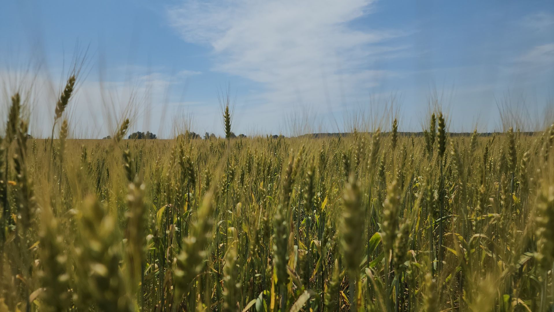 ступино, образование подмосковья, сельское хозяйство, агроклассы,