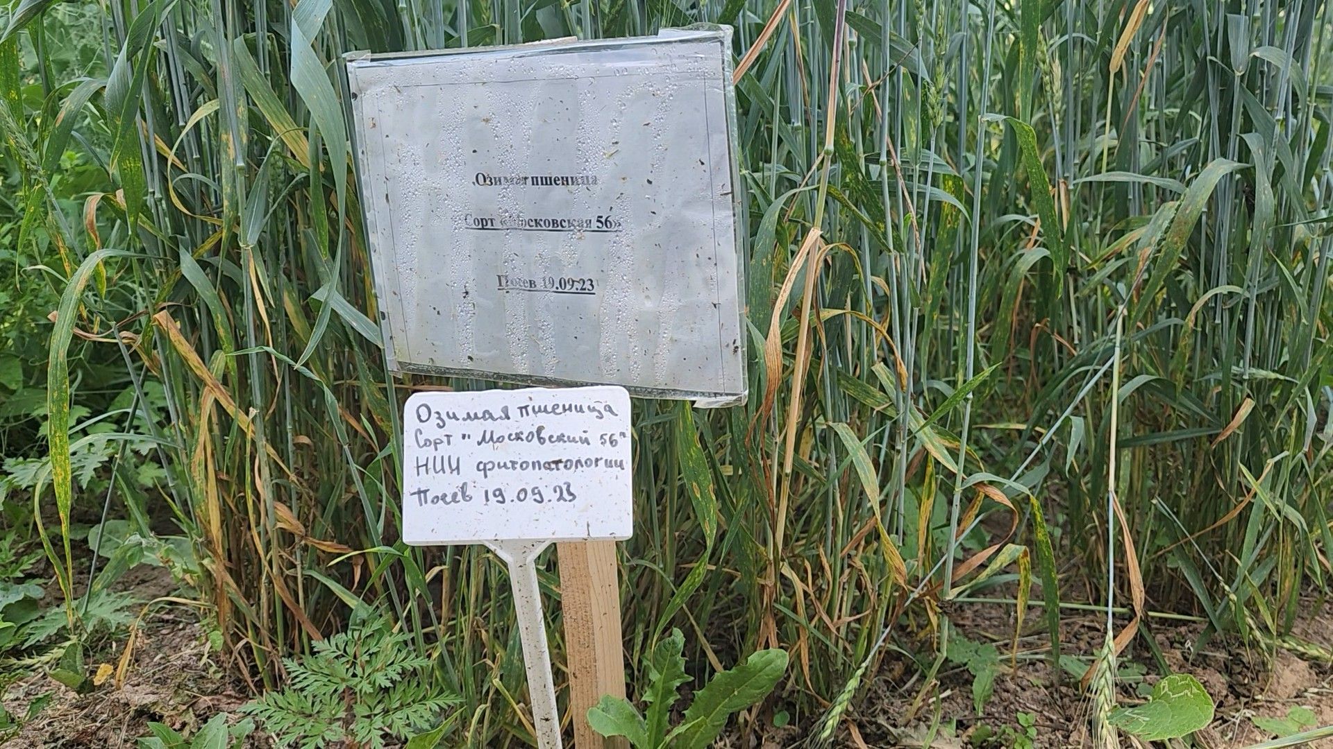 ступино, образование подмосковья, сельское хозяйство, агроклассы,