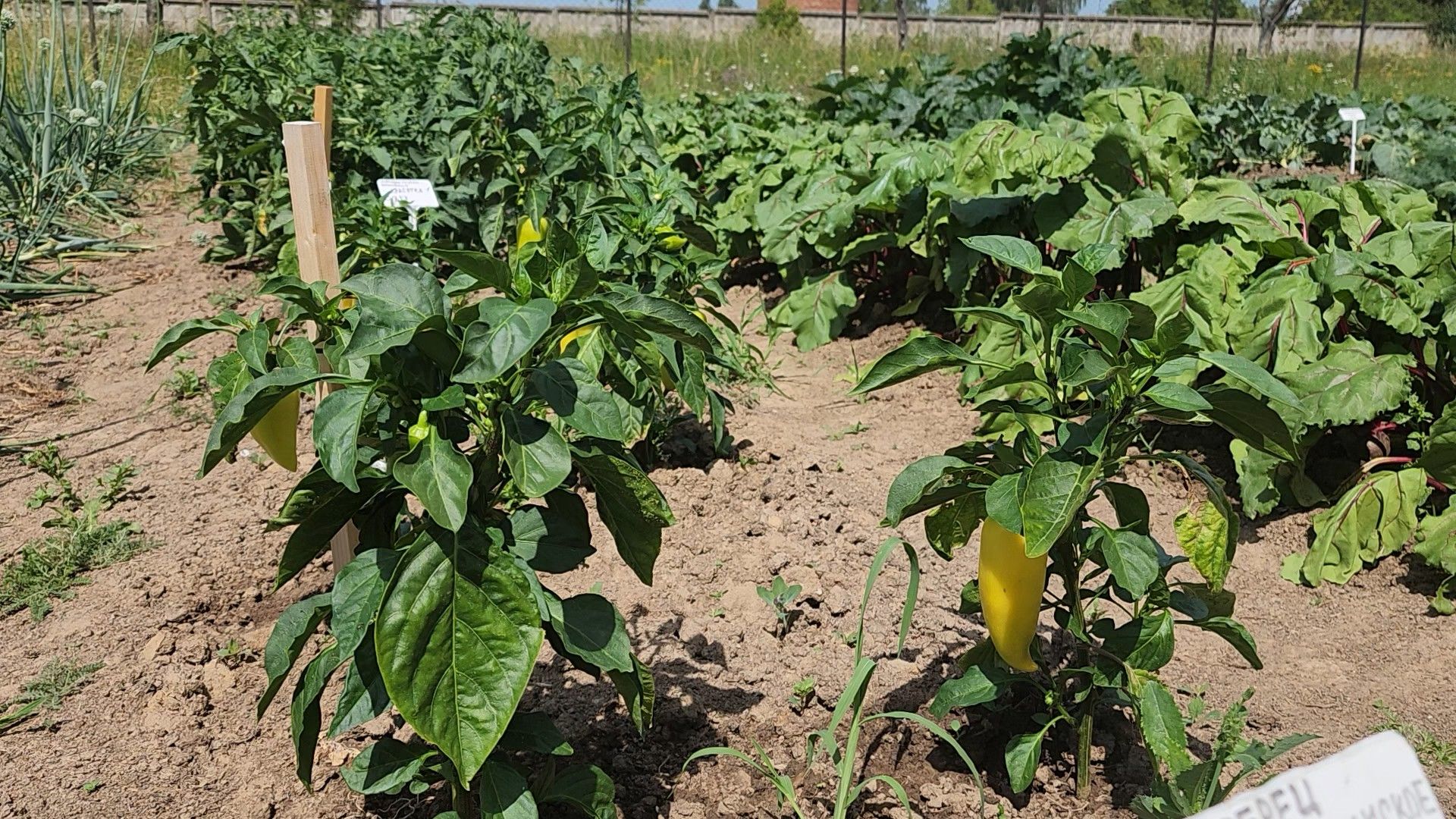 ступино, образование подмосковья, сельское хозяйство, агроклассы,