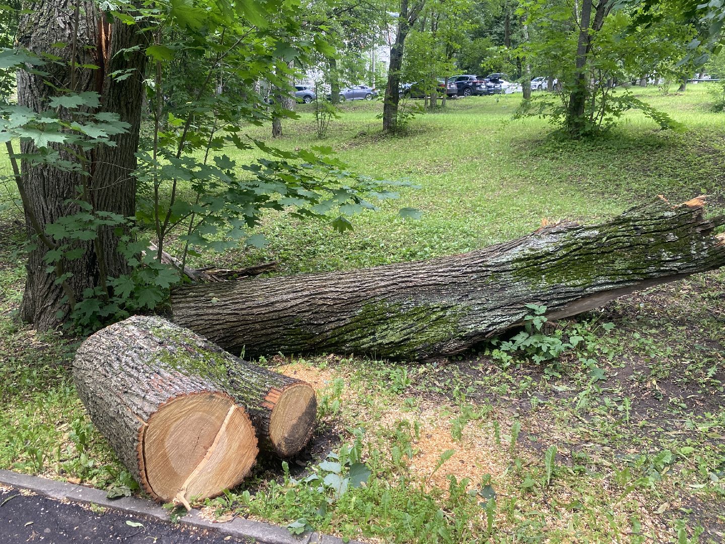 благоустройство территории, Власиха Цветной бульвар, обращения жителей власихи, Обходы территорий, Контроль выполнения работ,