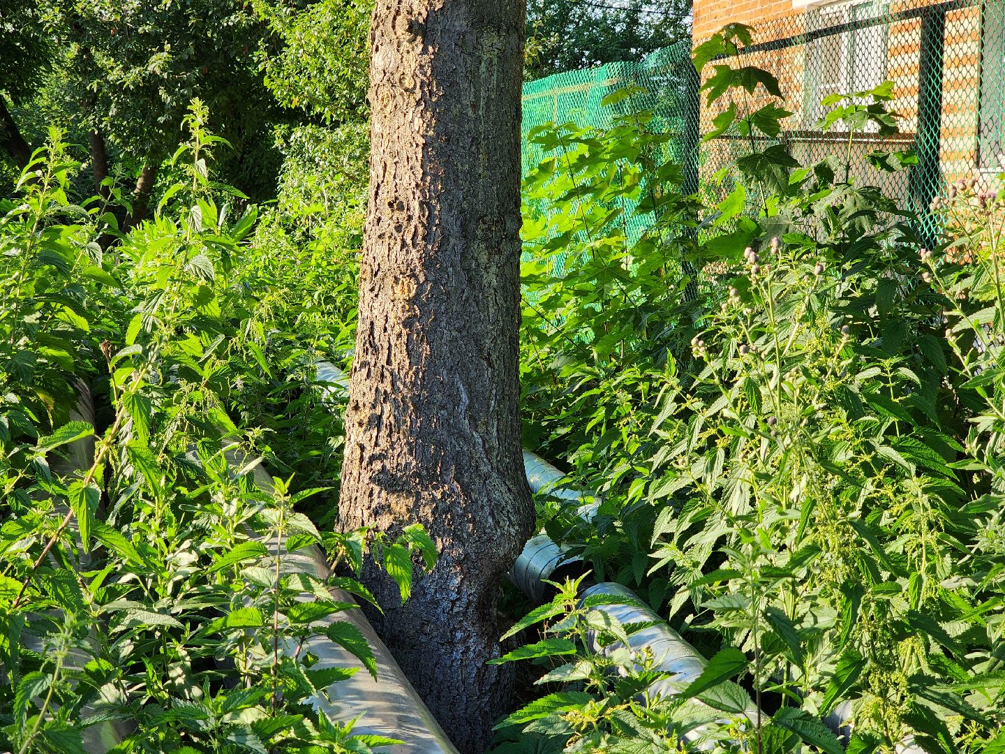 Чехов, Чепелево, выездная администрация, опиловка деревьев, окос травы, капремонт дома,