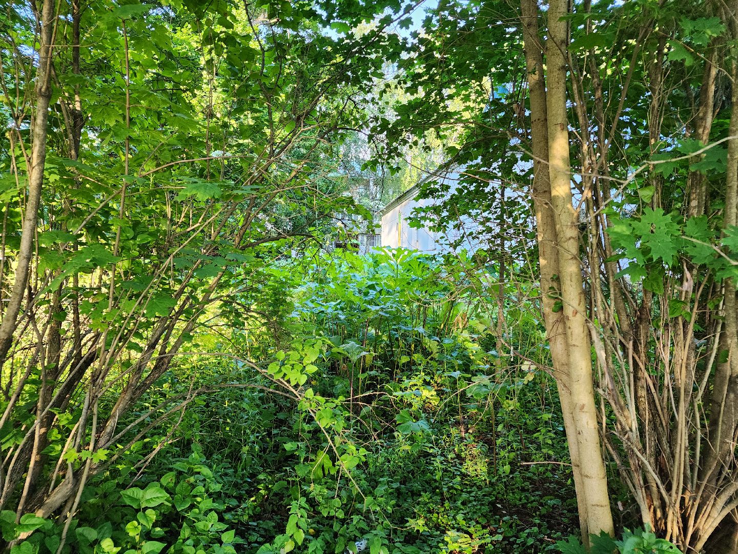 Чехов, Чепелево, выездная администрация, опиловка деревьев, окос травы, капремонт дома,