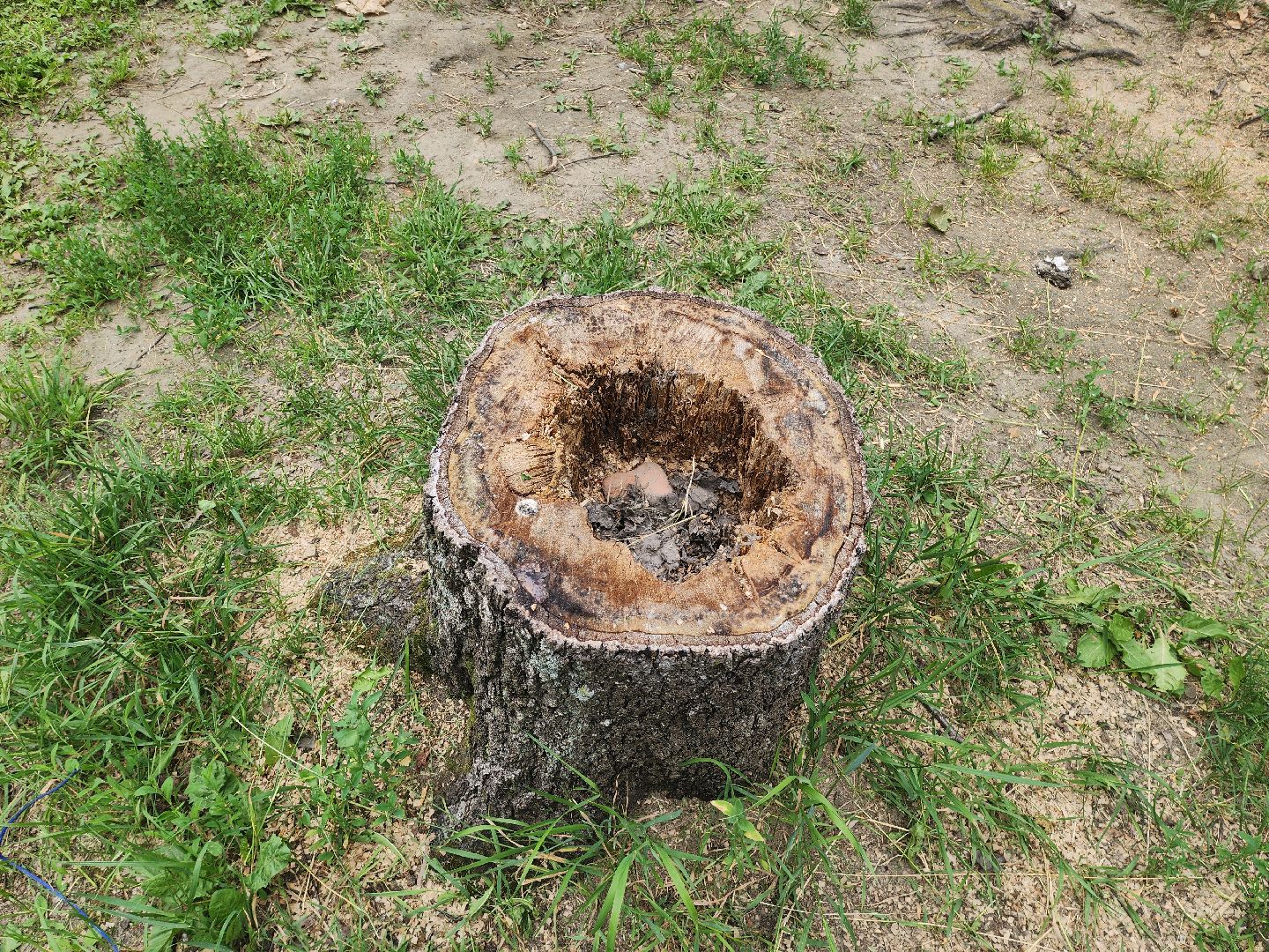 красногорск, благоуйстройство, парки красногорска, клумбы,