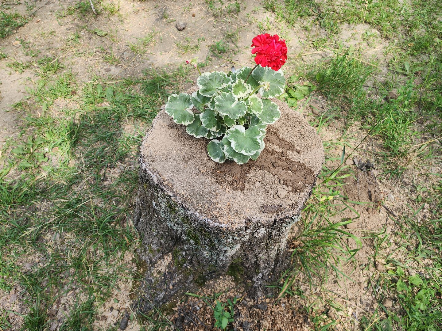 красногорск, благоуйстройство, парки красногорска, клумбы,