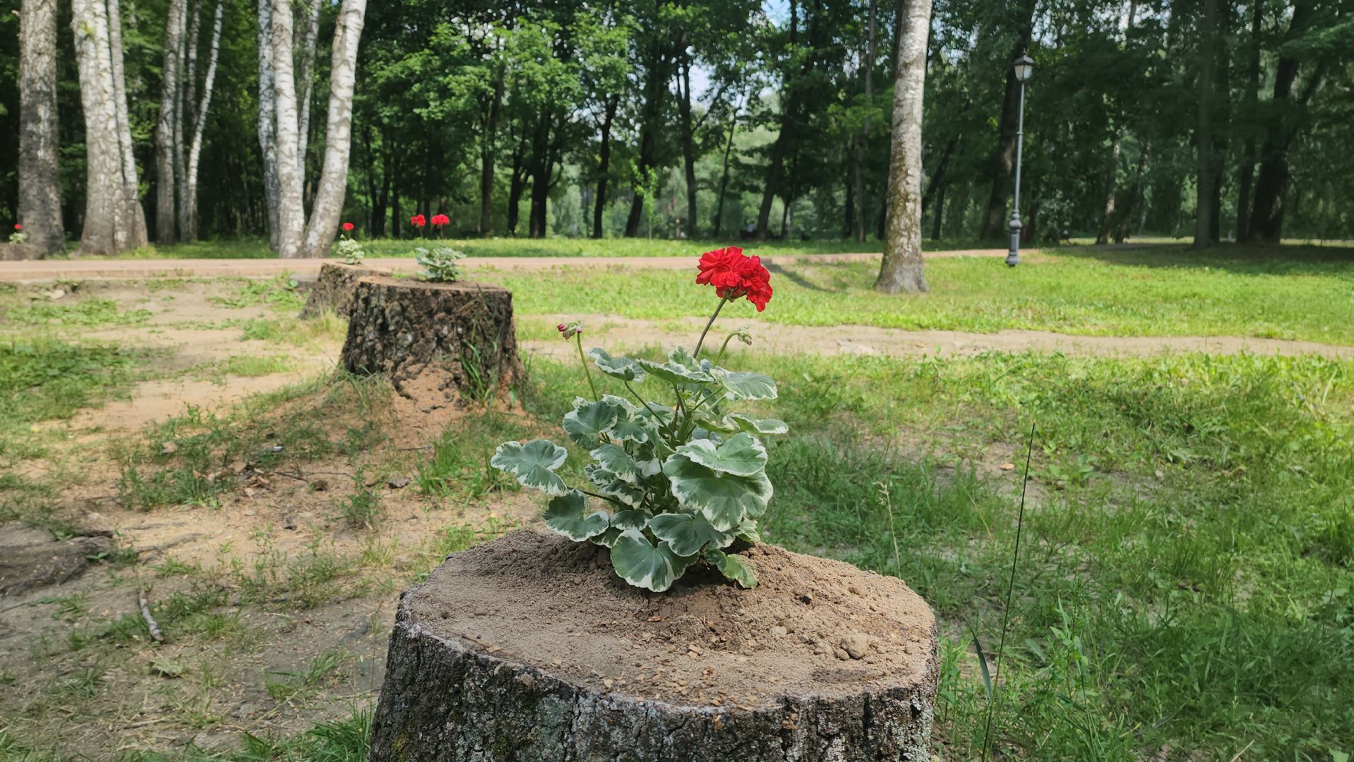 красногорск, благоуйстройство, парки красногорска, клумбы,