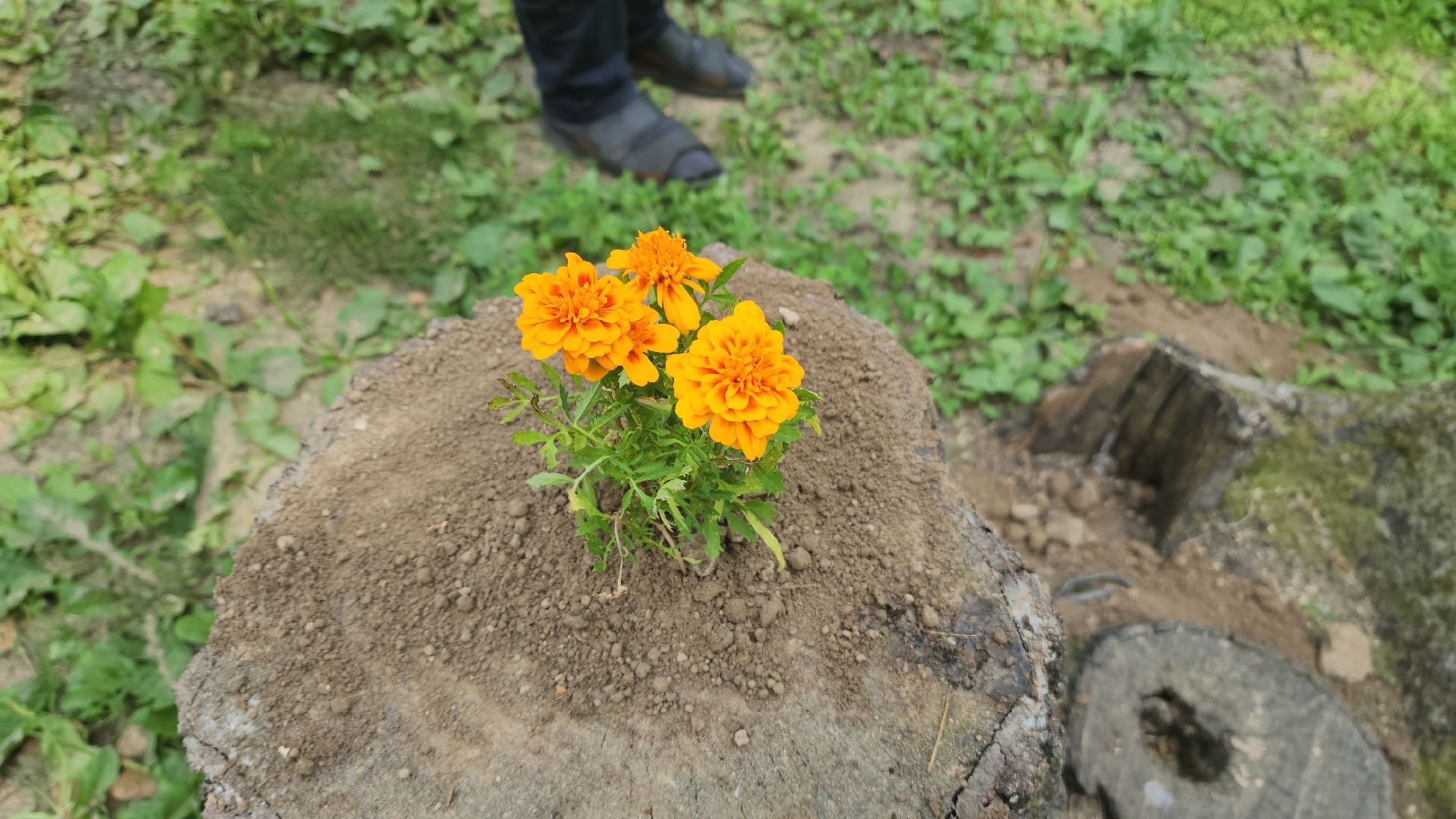 красногорск, благоуйстройство, парки красногорска, клумбы,