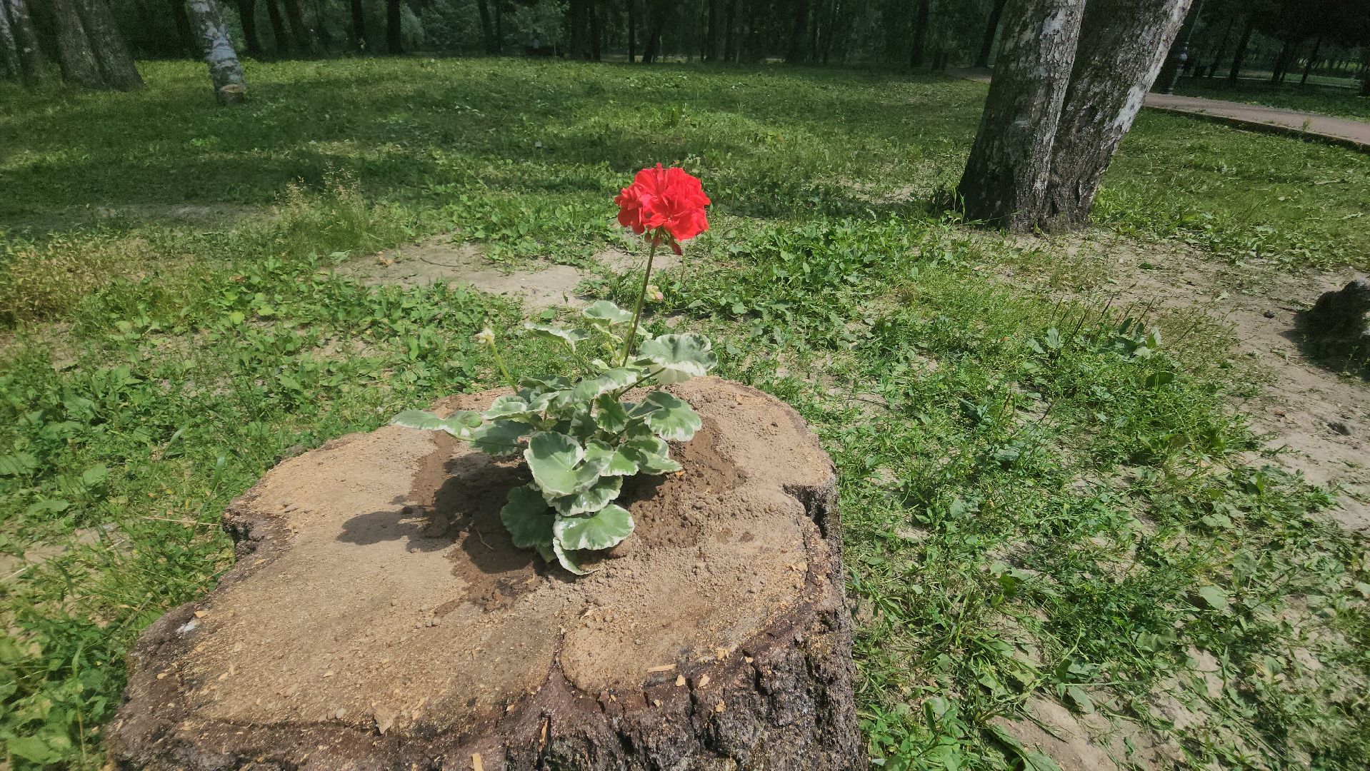 красногорск, благоуйстройство, парки красногорска, клумбы,