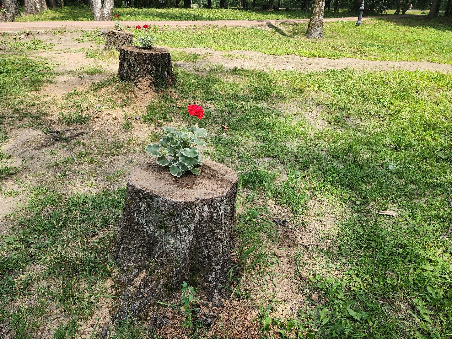 красногорск, благоуйстройство, парки красногорска, клумбы,