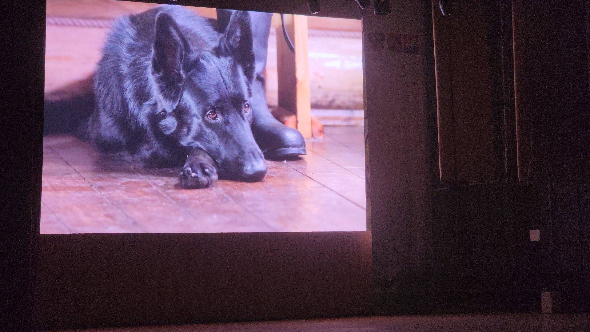 долгопрудный, кинологи, дк вперед, x-легион, фронтовая собака, короткометражный фильм,