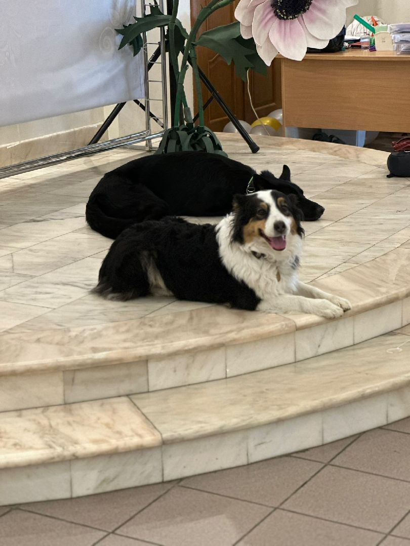 долгопрудный, кинологи, дк вперед, x-легион, фронтовая собака, короткометражный фильм,