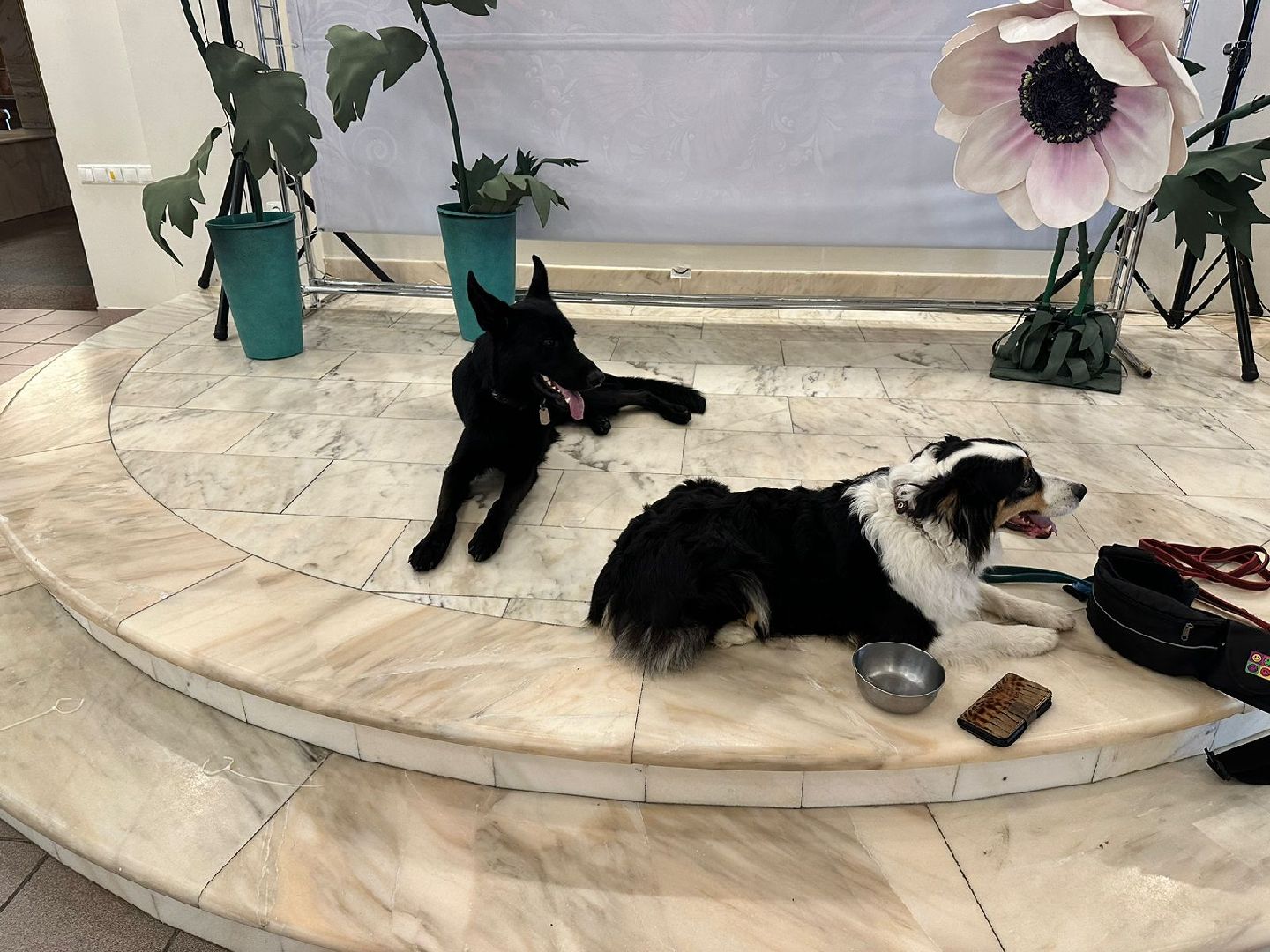 долгопрудный, кинологи, дк вперед, x-легион, фронтовая собака, короткометражный фильм,