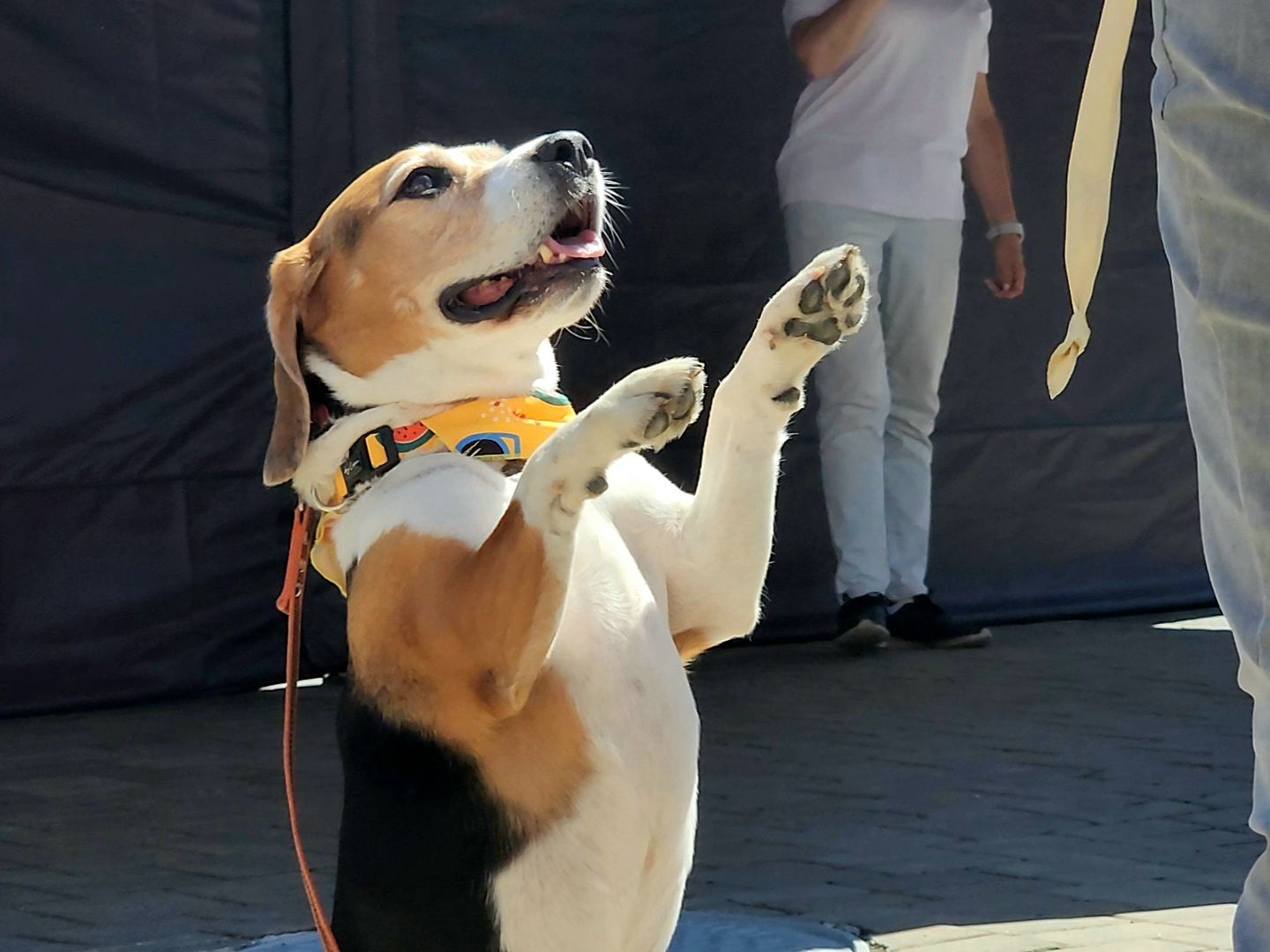 Коломна, день семьи любви и верности, семейный праздник, помощь бездомным животным,