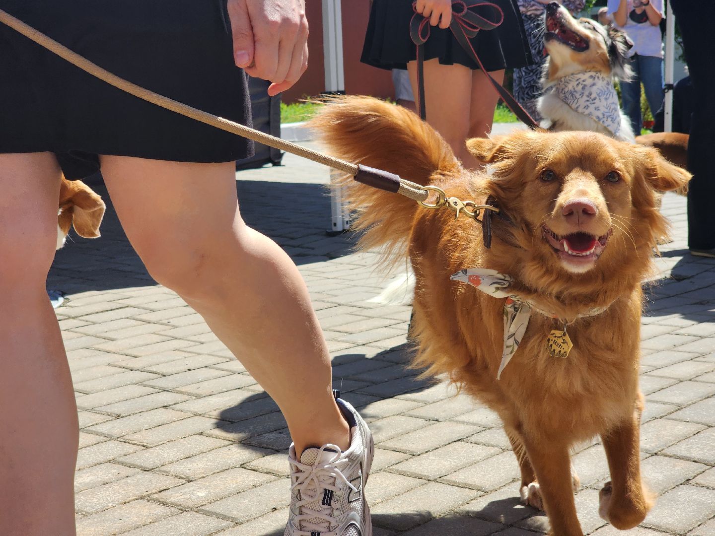 Коломна, день семьи любви и верности, семейный праздник, помощь бездомным животным,
