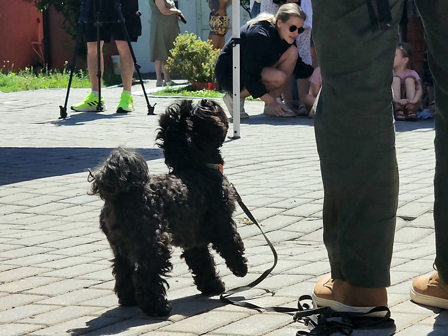 Коломна, день семьи любви и верности, семейный праздник, помощь бездомным животным,