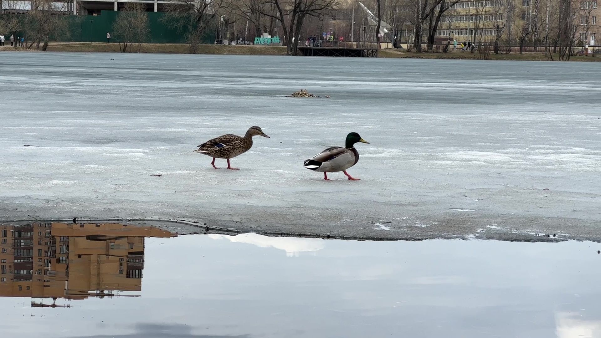 Реутов, благоустройство, огари