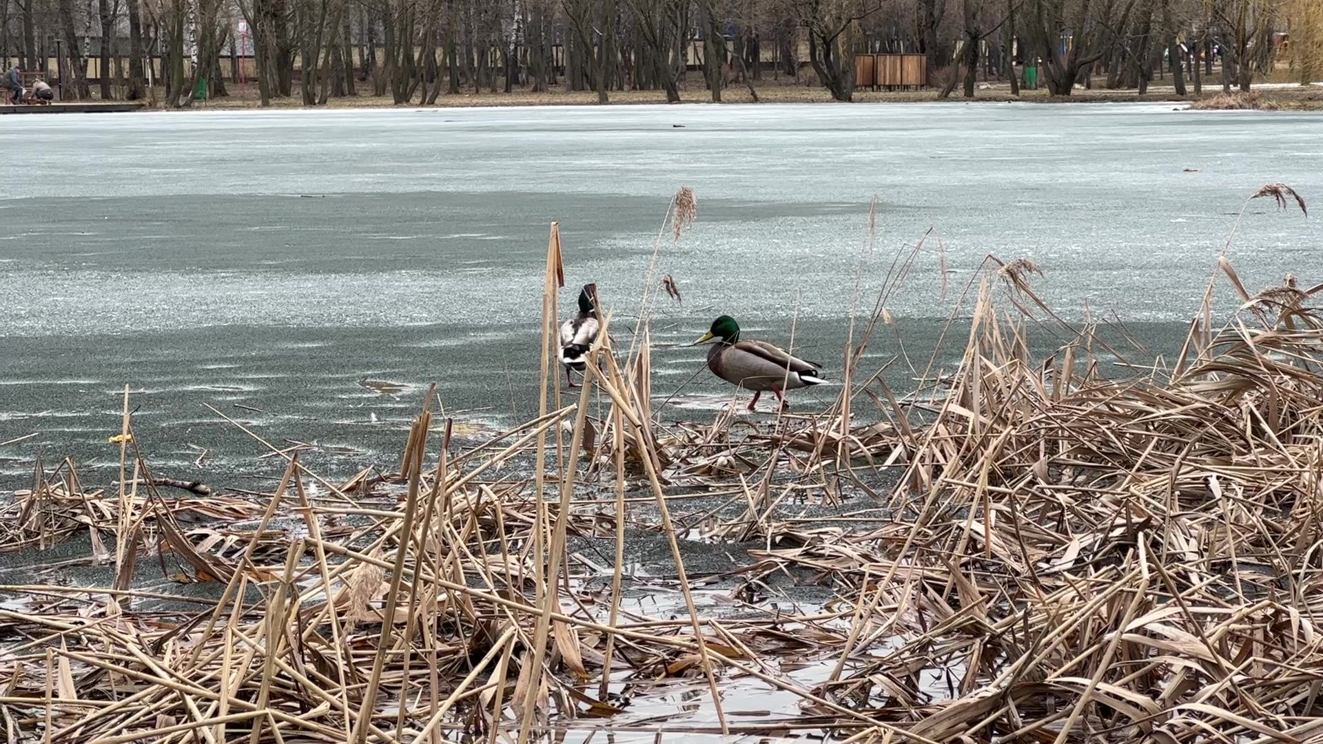 Реутов, благоустройство, огари