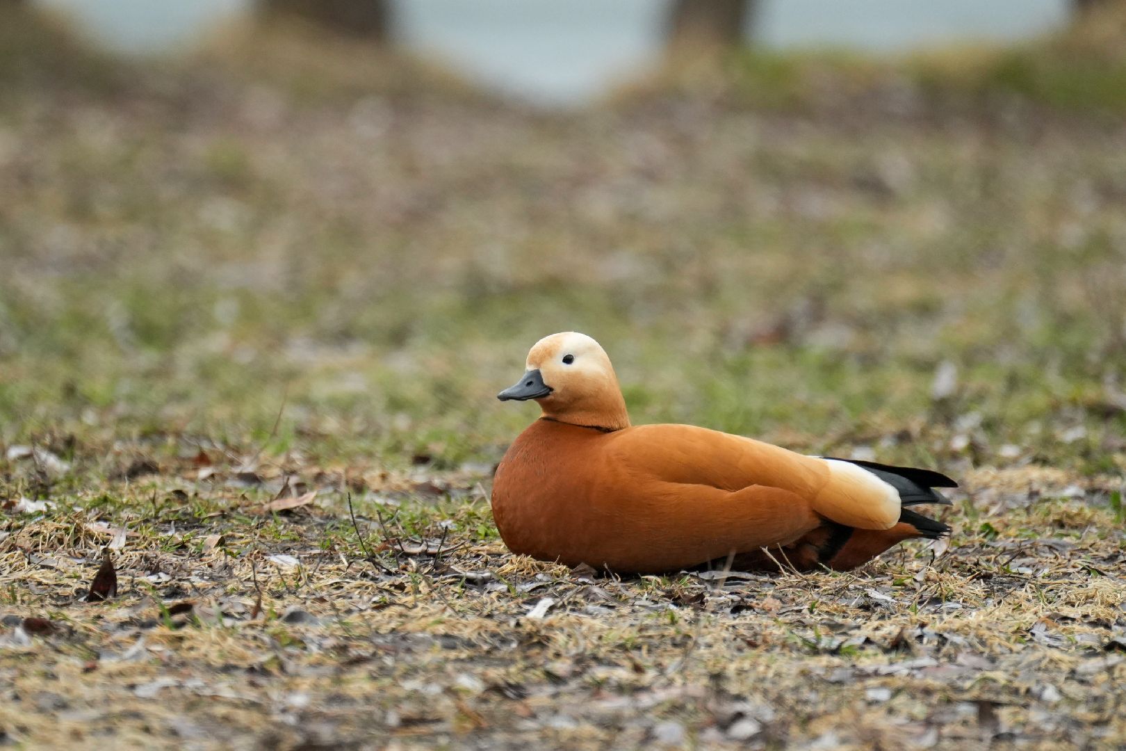 Реутов, благоустройство, огари