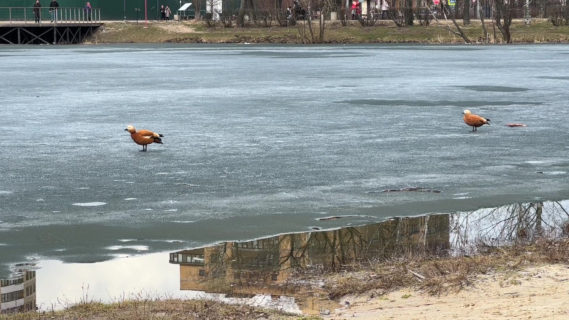 Реутов, благоустройство, огари
