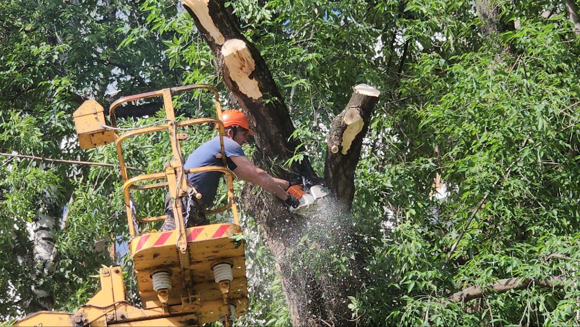 Люберцы, опиловка деревьев, обрезка деревьев,