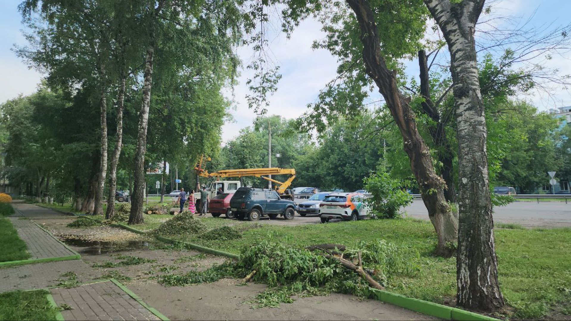 Люберцы, опиловка деревьев, обрезка деревьев,