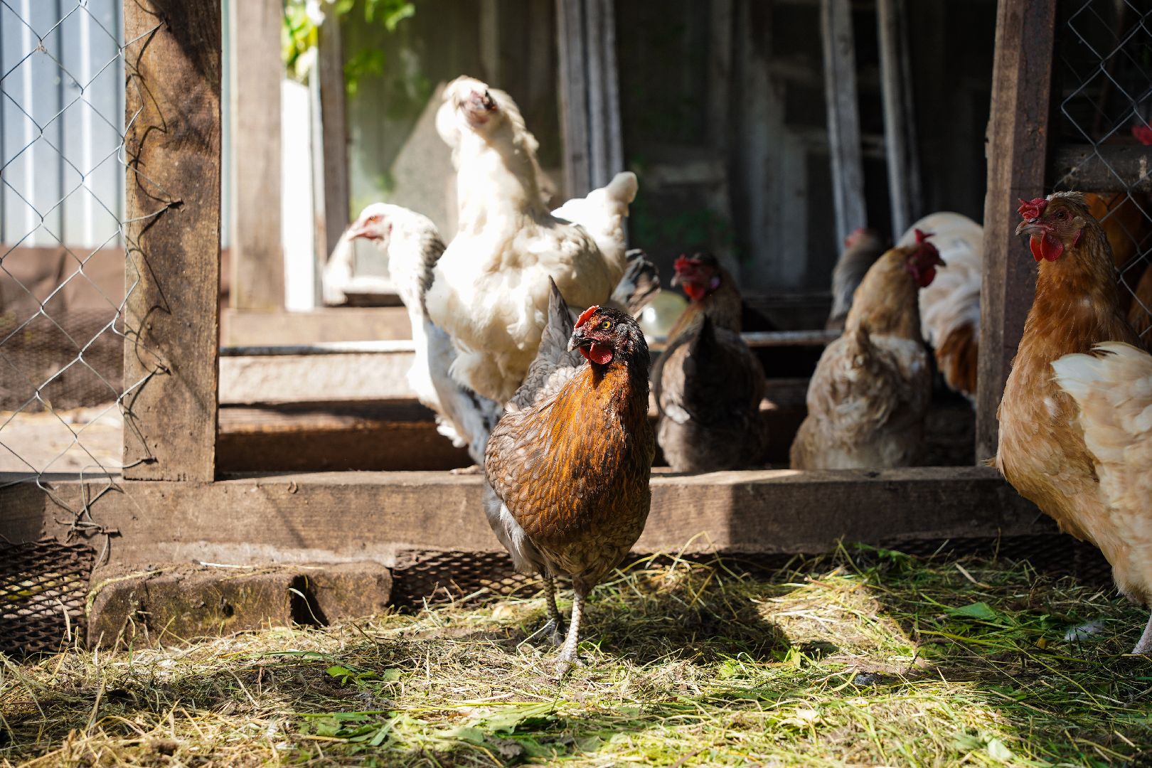 День семьи любви и верности, Семья, Праздник, Большая Шатура,