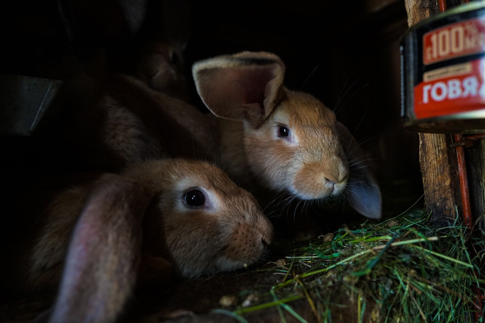 День семьи любви и верности, Семья, Праздник, Большая Шатура,