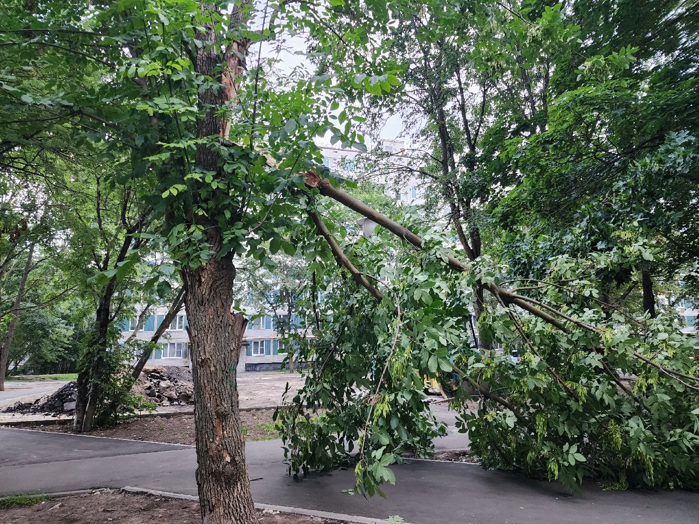 Черноголовка, Жкх, деревья, коммунальщики,