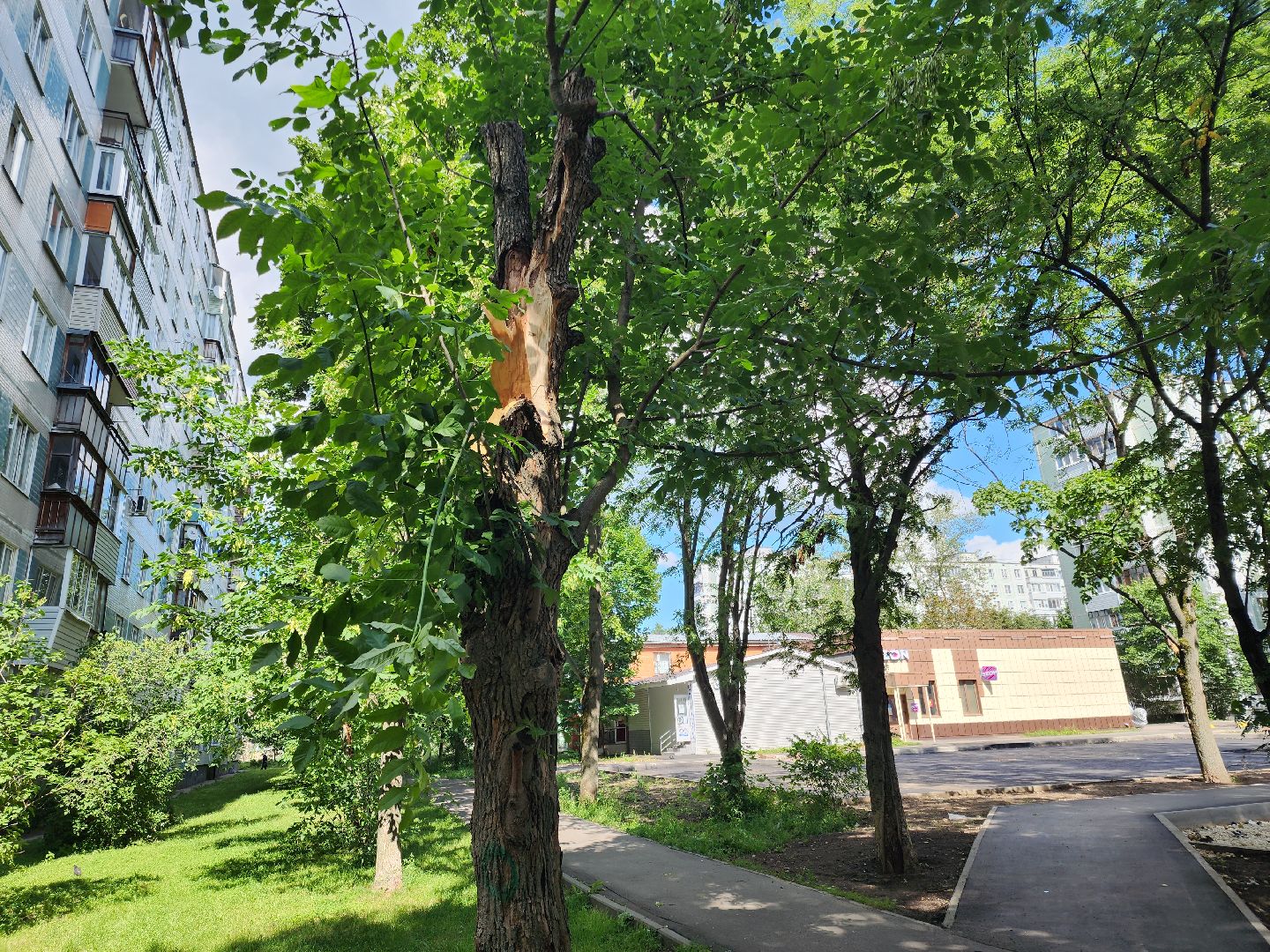 Черноголовка, Жкх, деревья, коммунальщики,