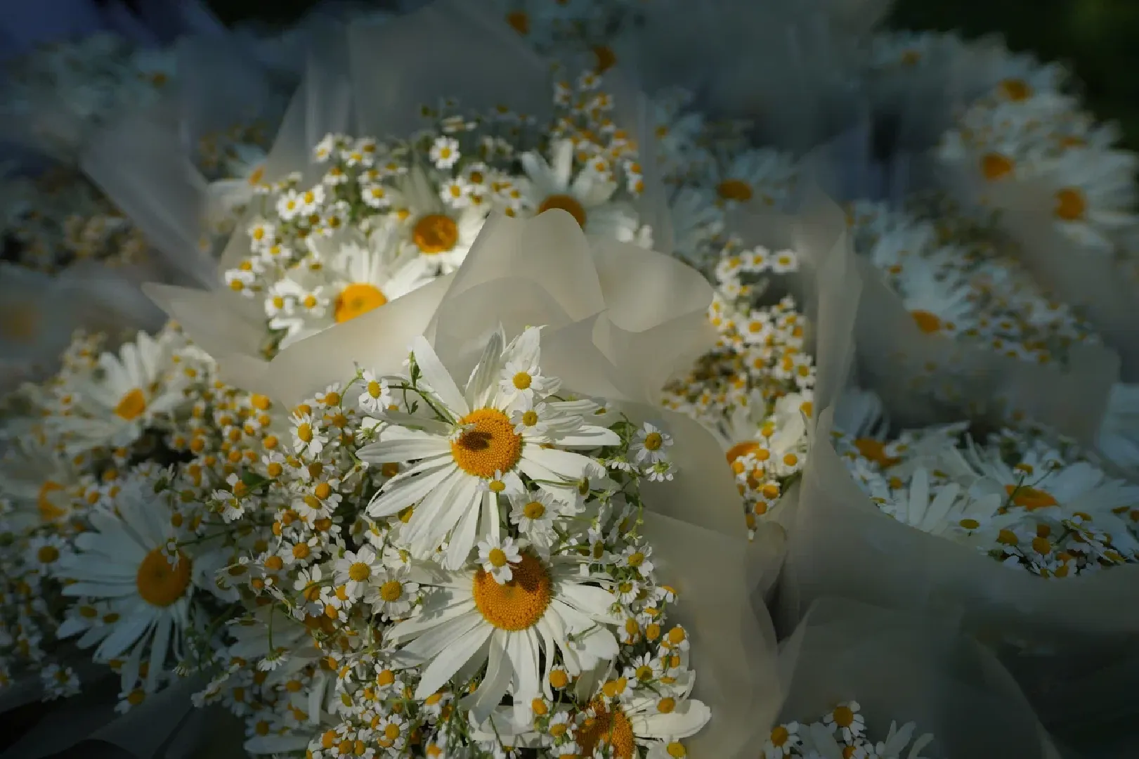 красногорск, архангельское, день семьи любви и верности,