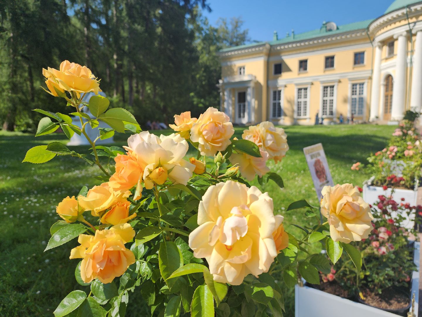 архангельское, красногорск, фестиваль роз,