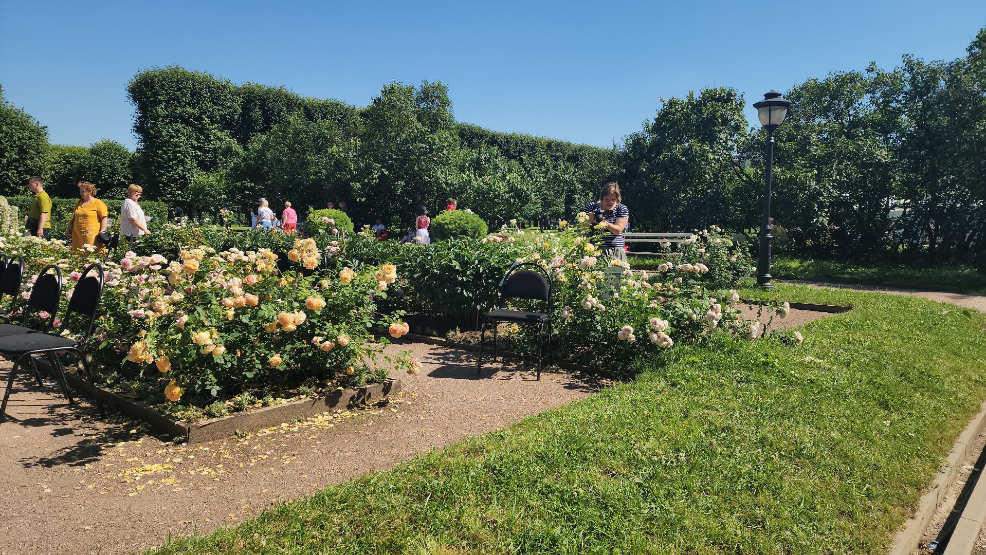 архангельское, красногорск, фестиваль роз,